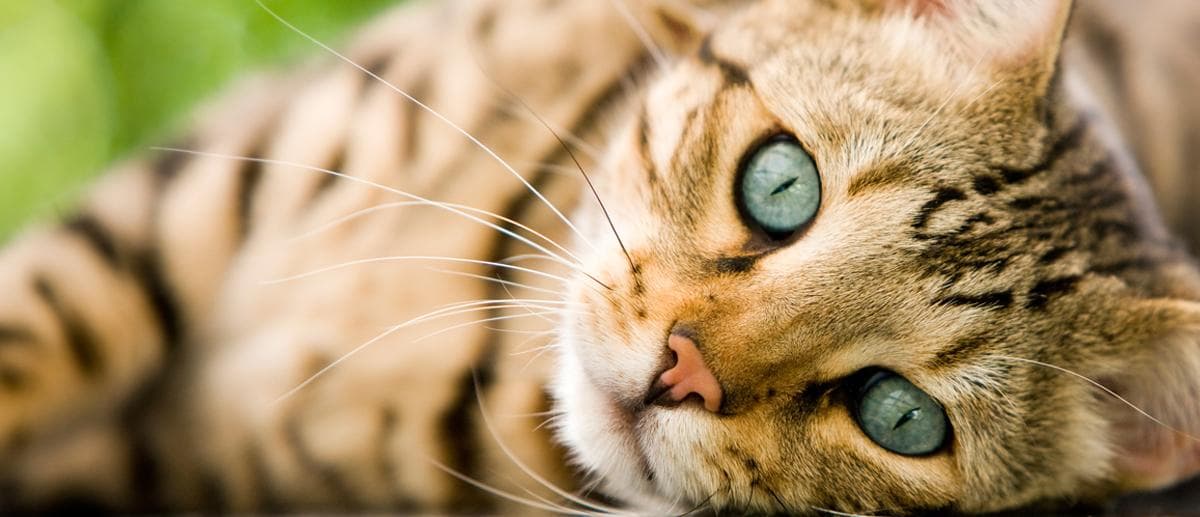 Open Arms Pet Cremation - Rapid City - Main photo