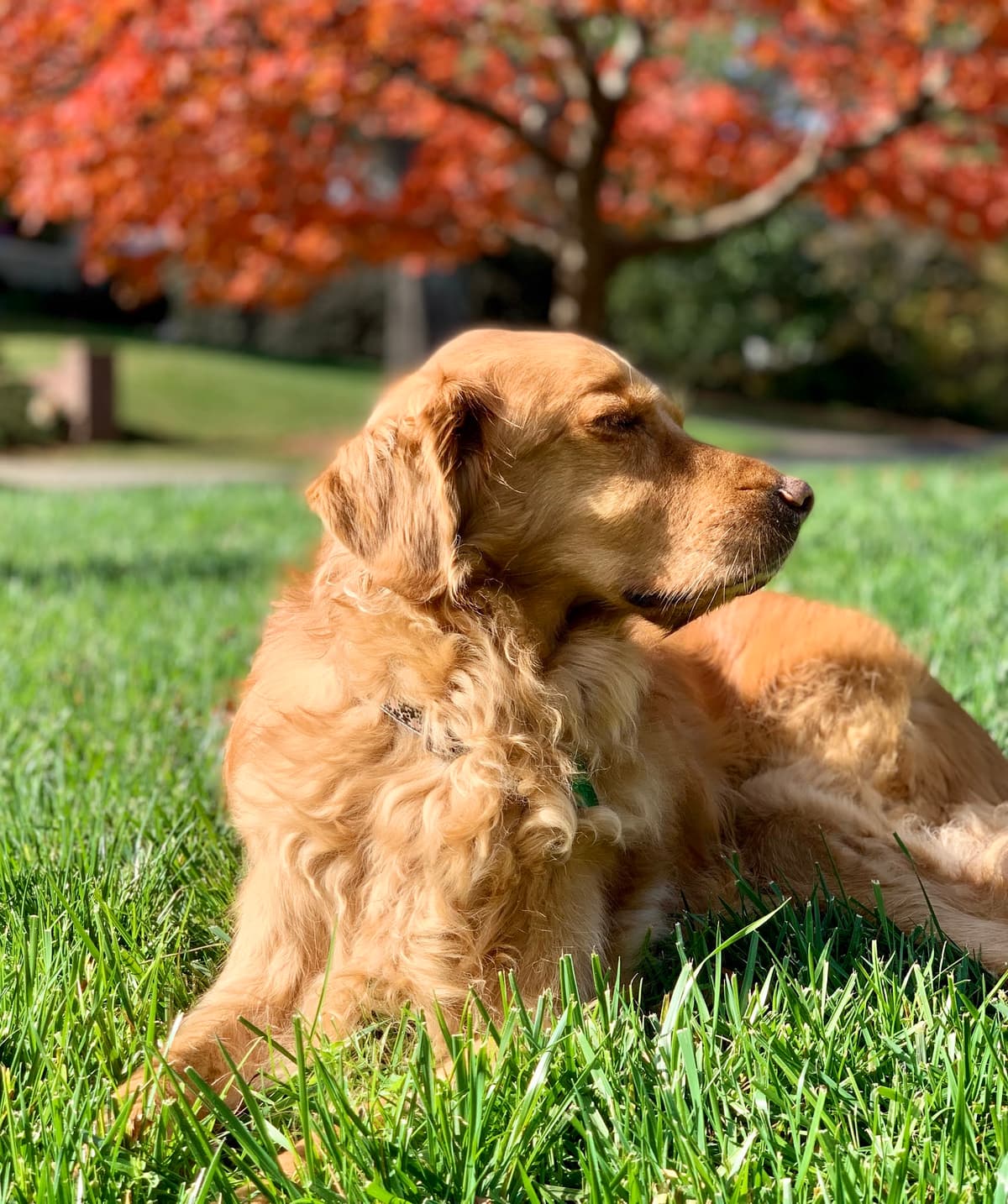 Paws, Whiskers & Wags, Your Pet Crematory - Main photo