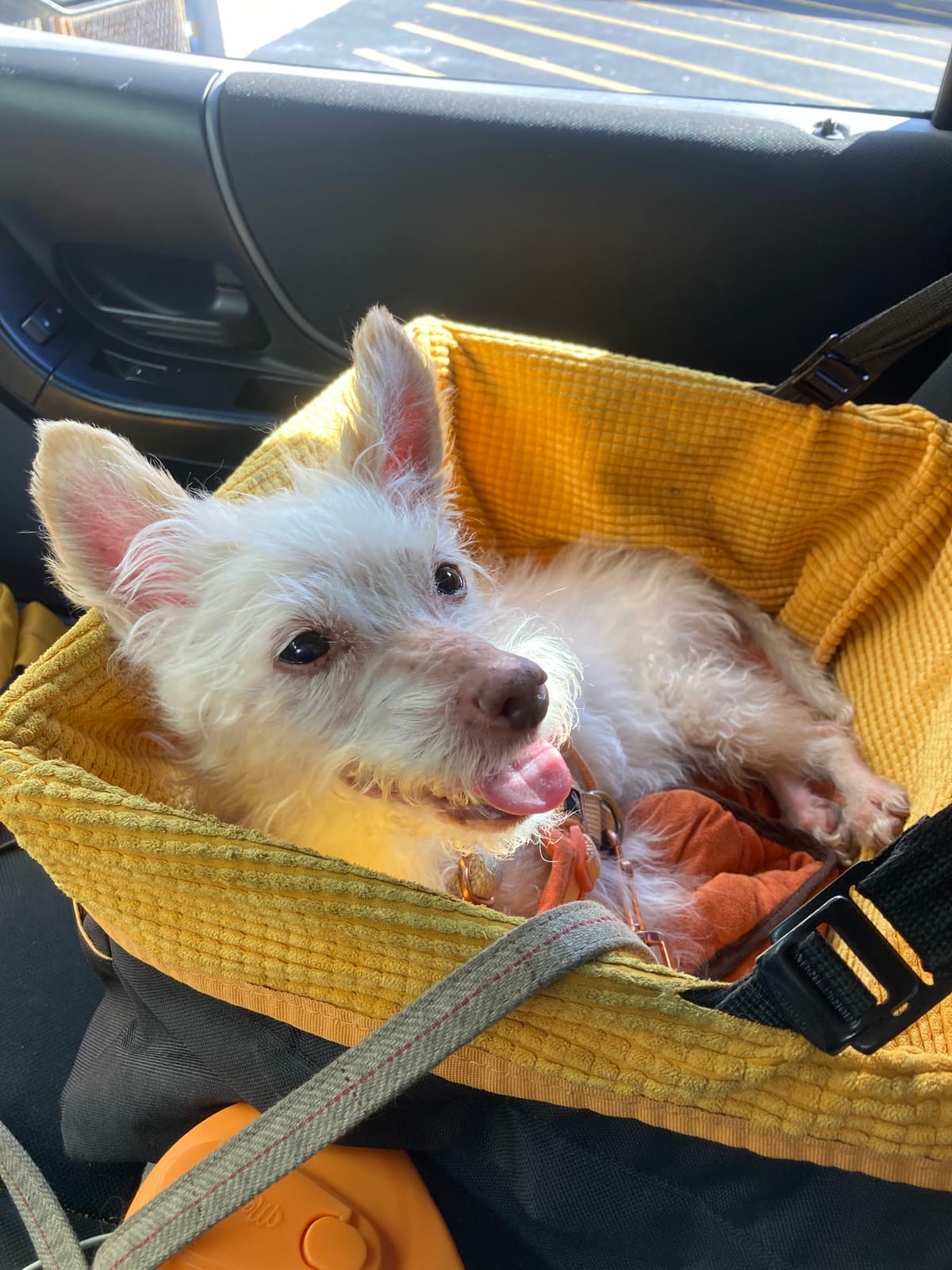 Pet Angel Memorial Center - Austell, Ga Location - Main photo