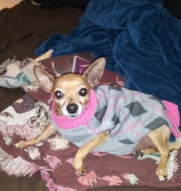 Pet Cremation For All Pets - Main photo