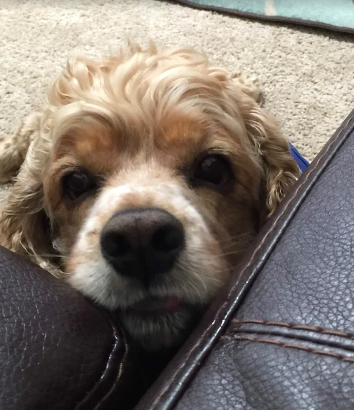 Pet Cremation For All Pets LLC - Main photo