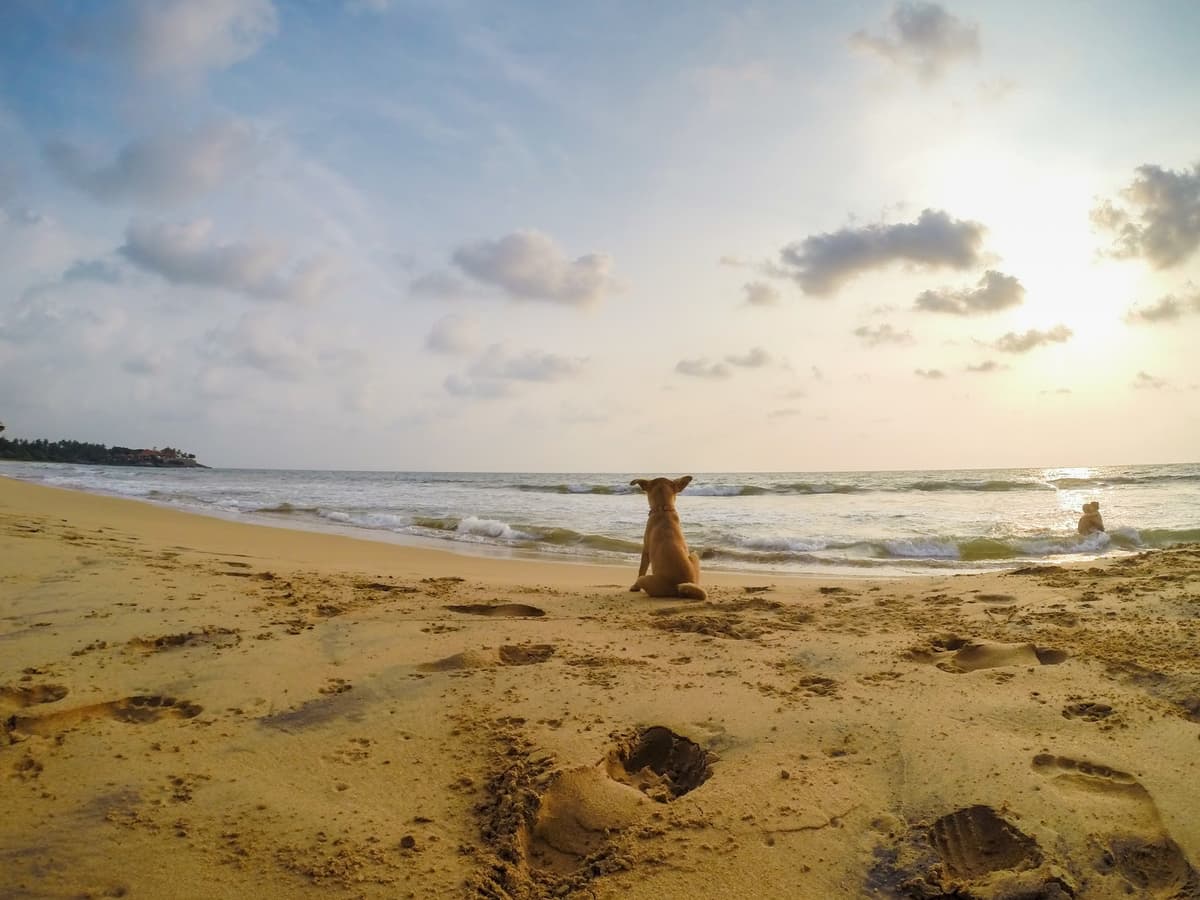 Pet Cremation Services - Main photo