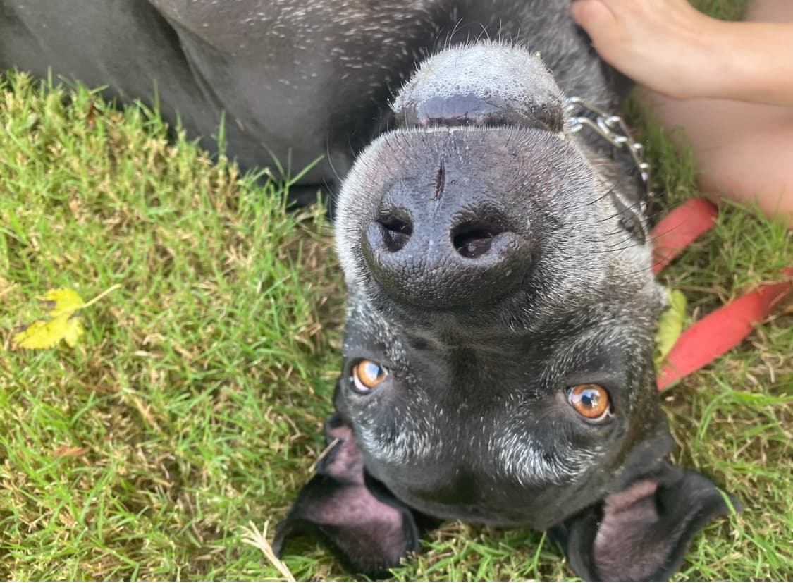 Pet Cremation Services - Main photo