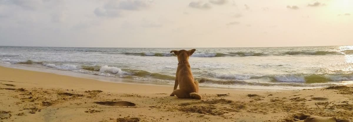 Pet Cremation Services INC - Main photo