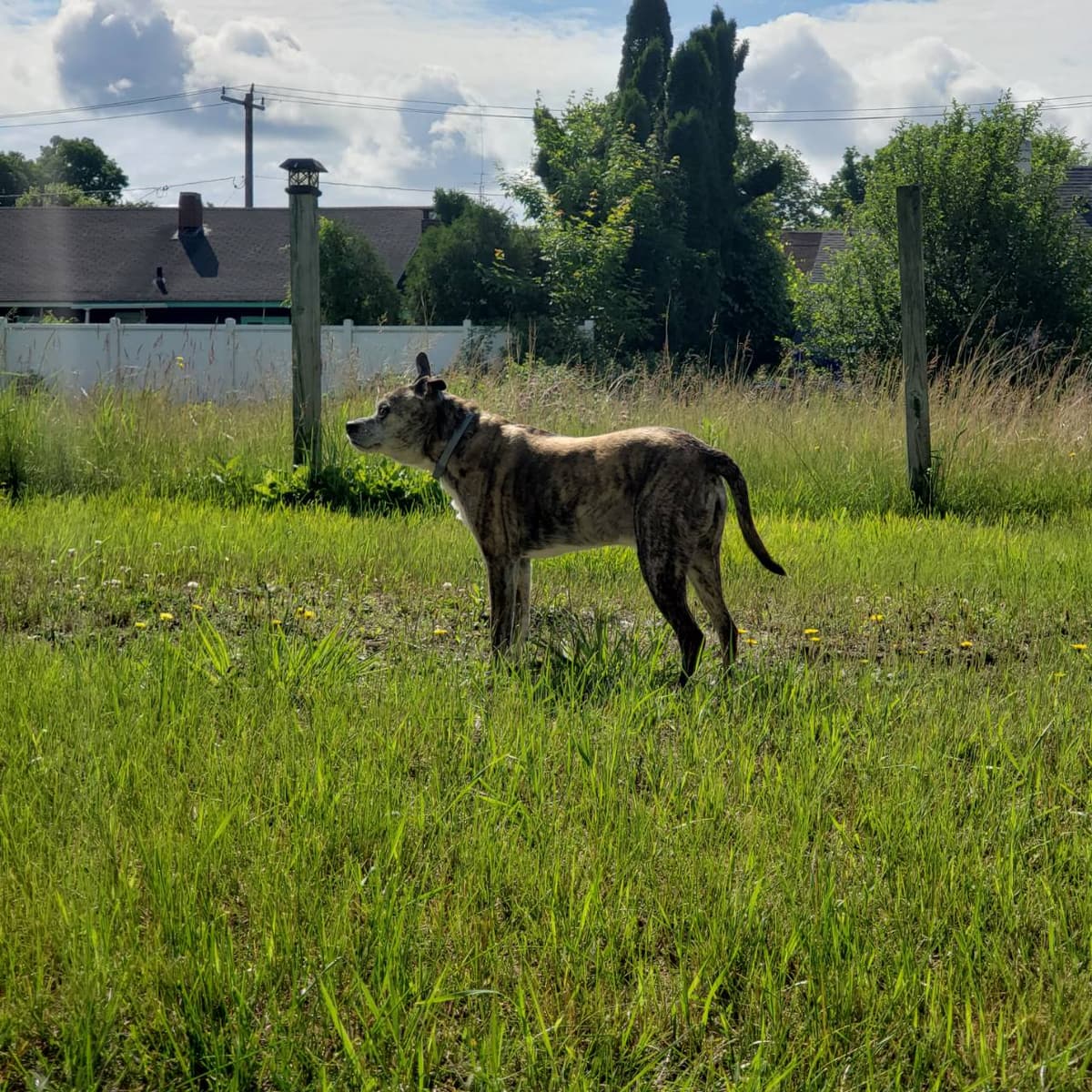 Pet Passages-dover, Nh | Dignified Pet Cremation - Main photo