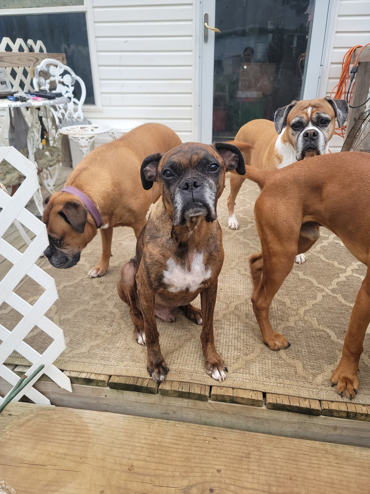 Pet Passages - Lafayette, La | Dignified Pet Cremation - Main photo