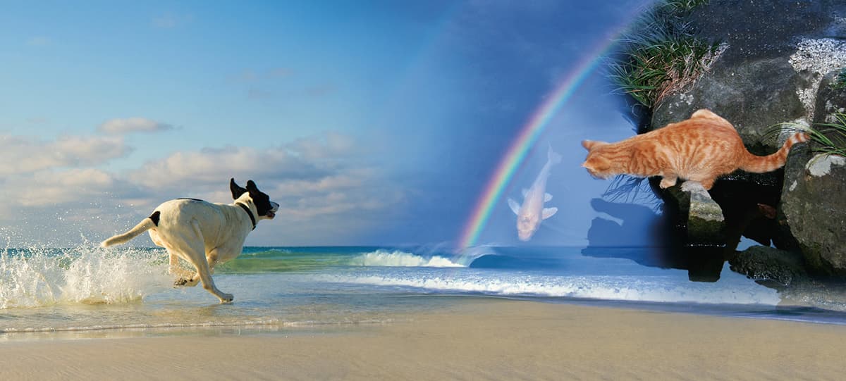 Pet Pilgrimage Crematory & Memorials - Main photo