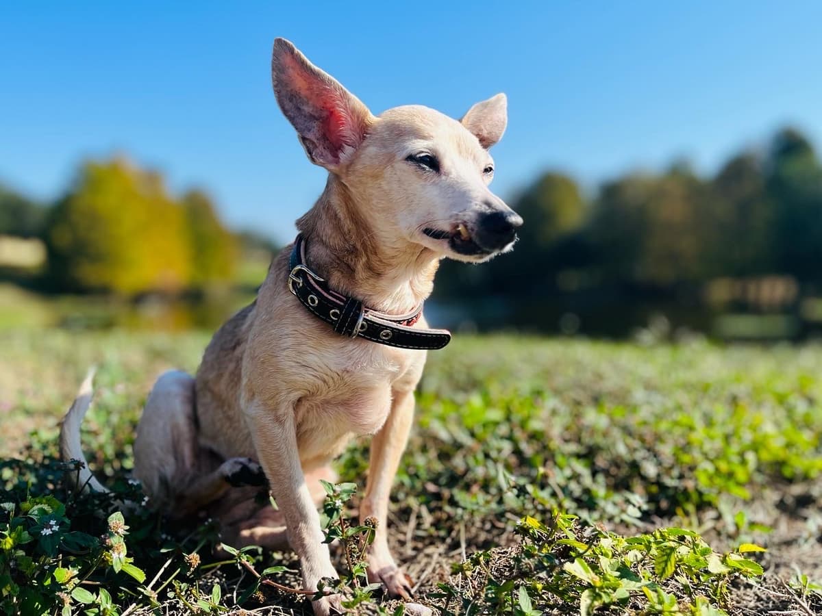 Pine Castle Pet Cremation Services - Main photo