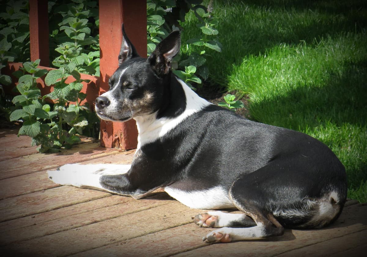 Precious Pets Crematory - Main photo