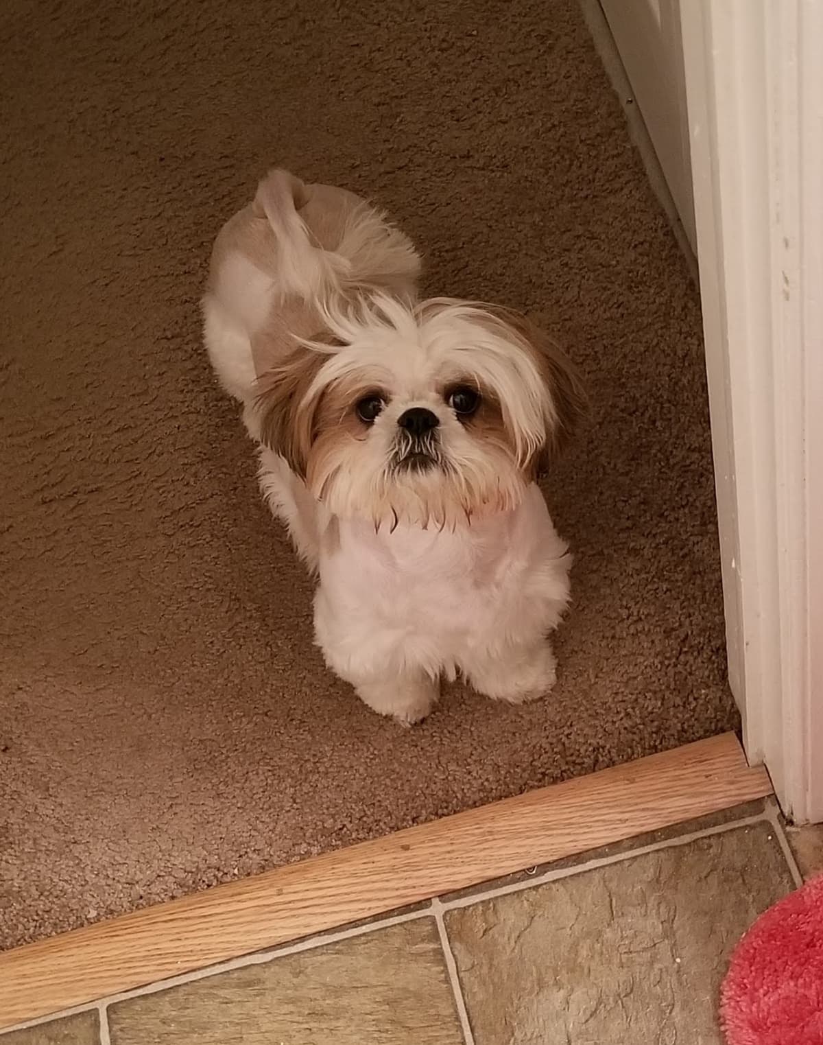 Quad Cities Pet Cremation - Main photo