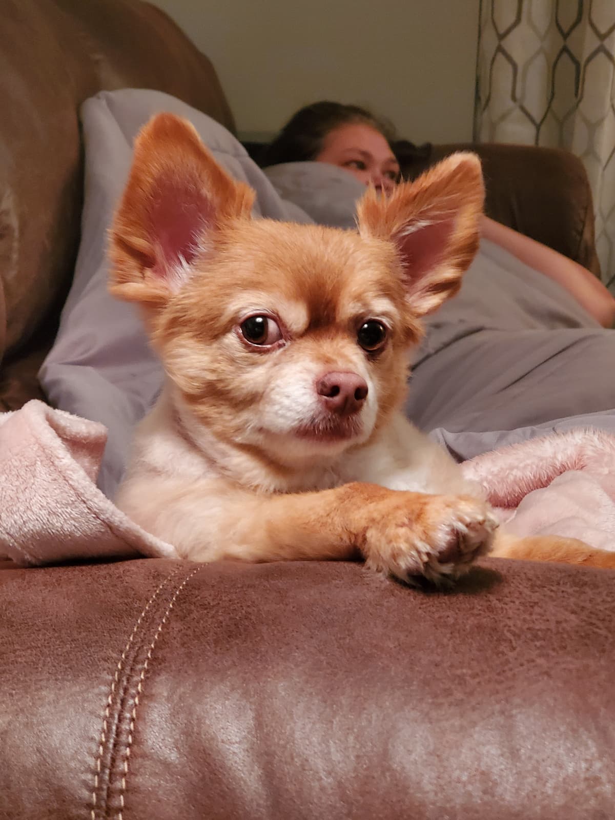Rainbow Bridge Pet Cremation - Main photo