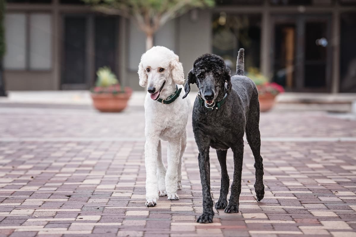 Resting Rainbow Pet Cremation Of Orlando - Main photo