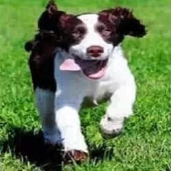 Royal Pet Cremation - Main photo