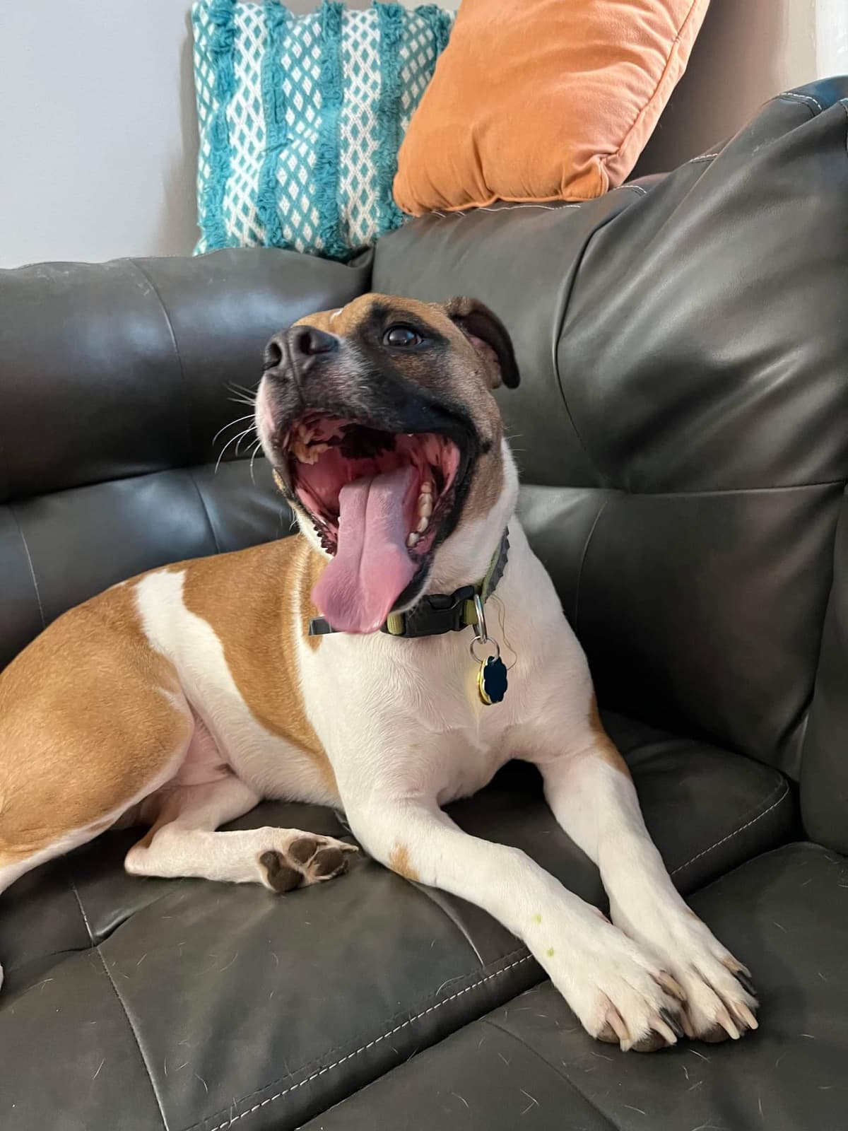 Schoedinger Pets Memorial & Cremation Services - Main photo