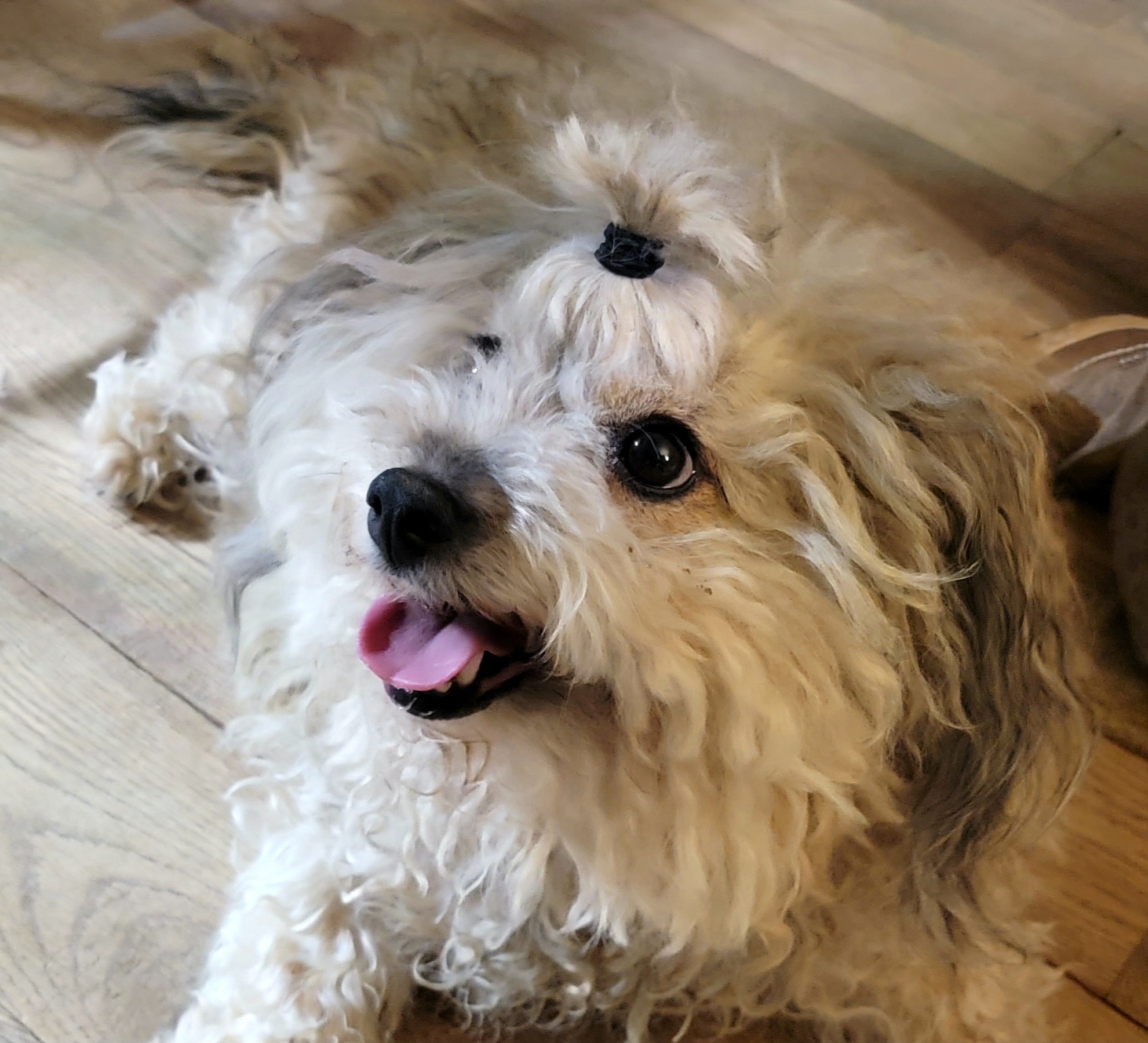 Serenity Pet Cremation - Main photo