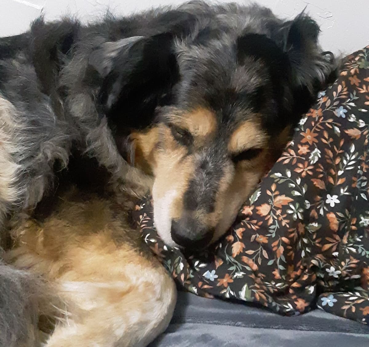 Silver Wings Pet Crematorium - Main photo