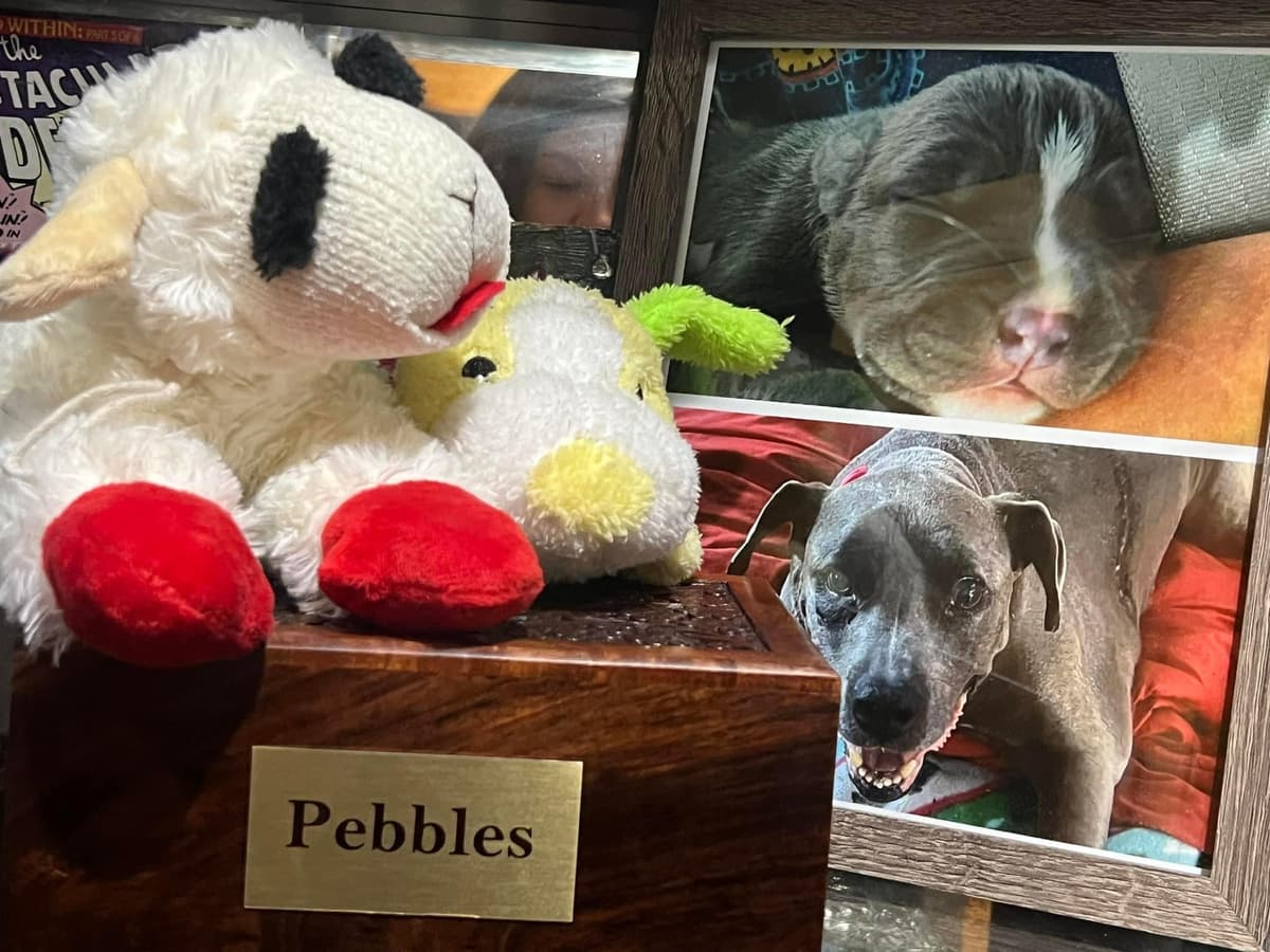 Singletons 1st Choice Pet Cremation - Main photo