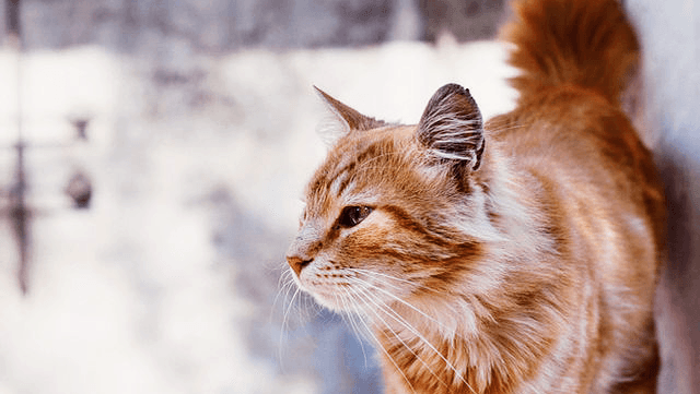 Treasured Friend Pet Cremation Services - Main photo