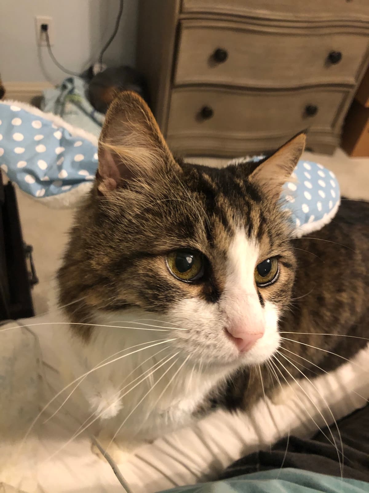 Vca All Pets Animal Hospital - Main photo