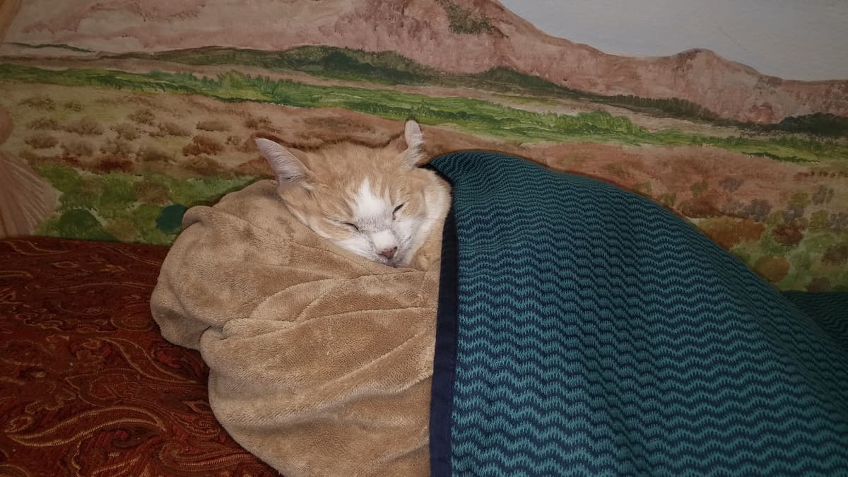 West Coast Pet Memorial Formerly Guardian Animal Aftercarep - Main photo