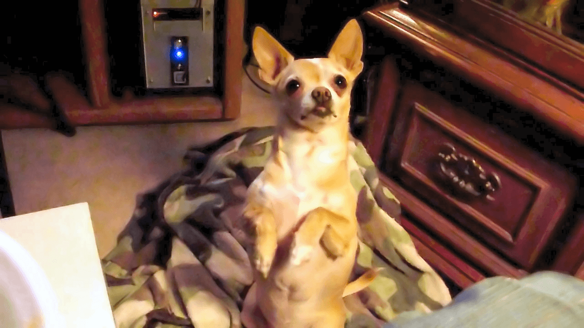 West Coast Pet Memorial Services - Idaho - Main photo