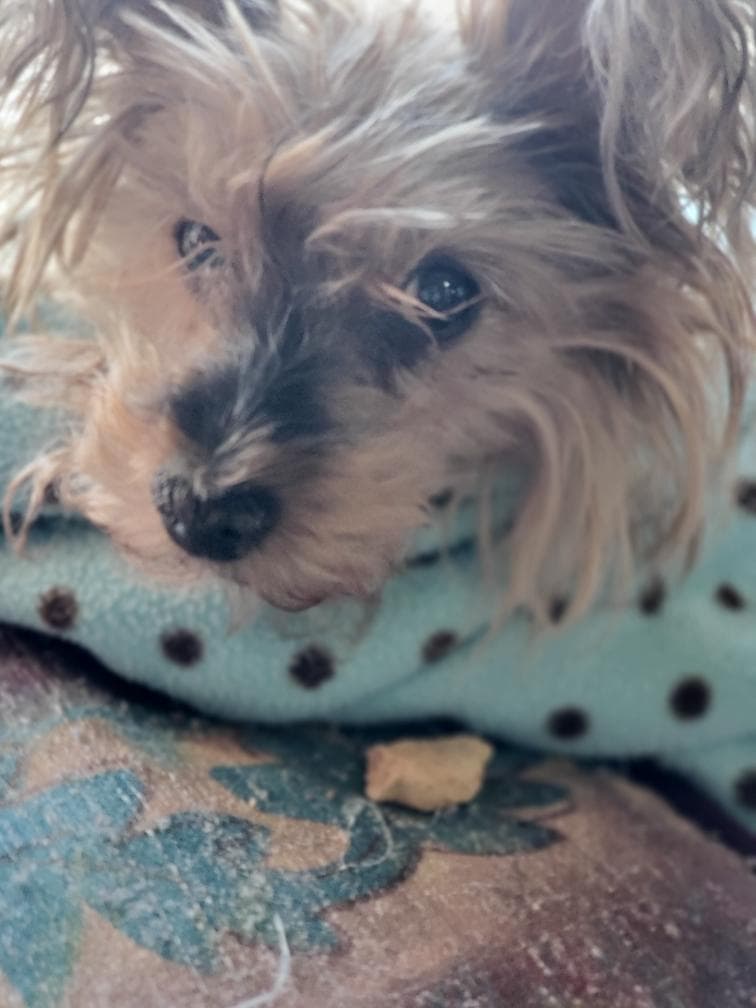 Whispering Winds Pet Memorial Service - Main photo