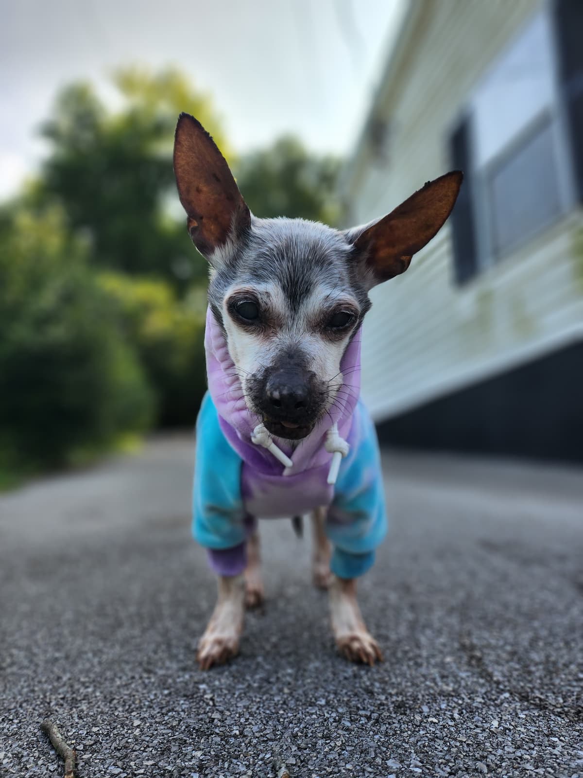 Yeargan Pet Cremation Services - Main photo